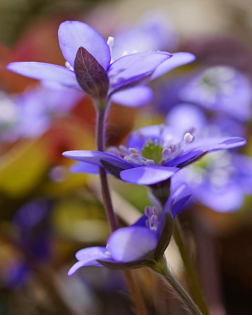 Frühlingsbunt