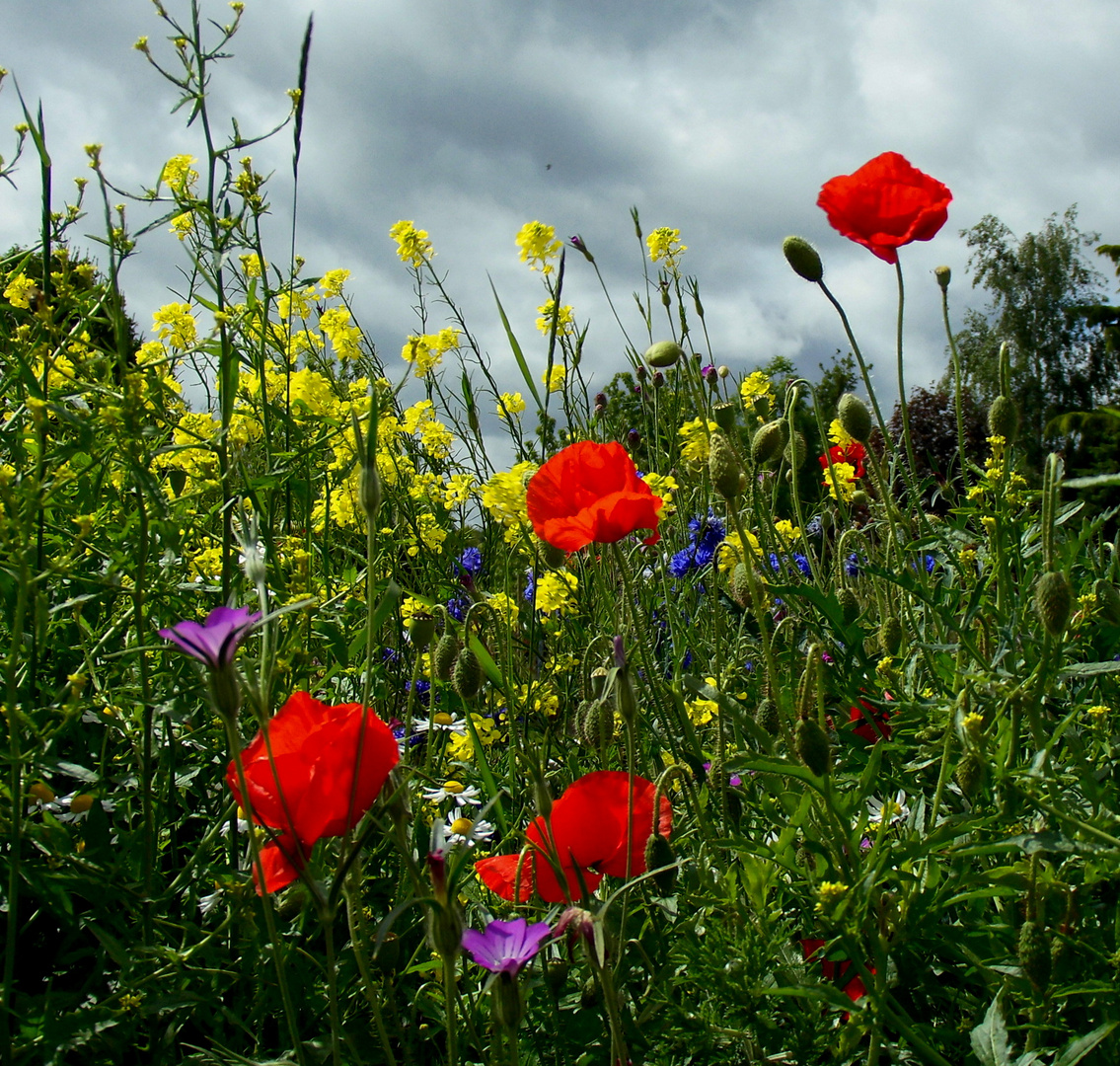 Frühlingsbunt