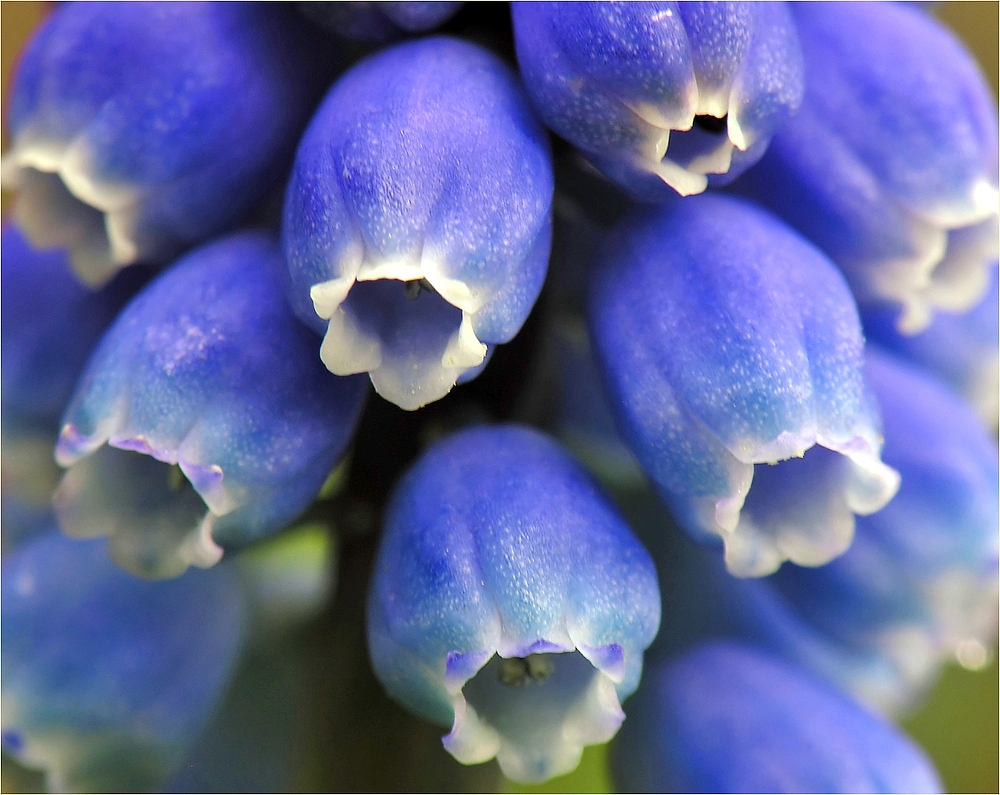 Frühlingschor 'Die blauen Jungs'