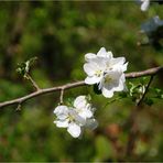 Frühlingsduett : komm lieber Mai .....