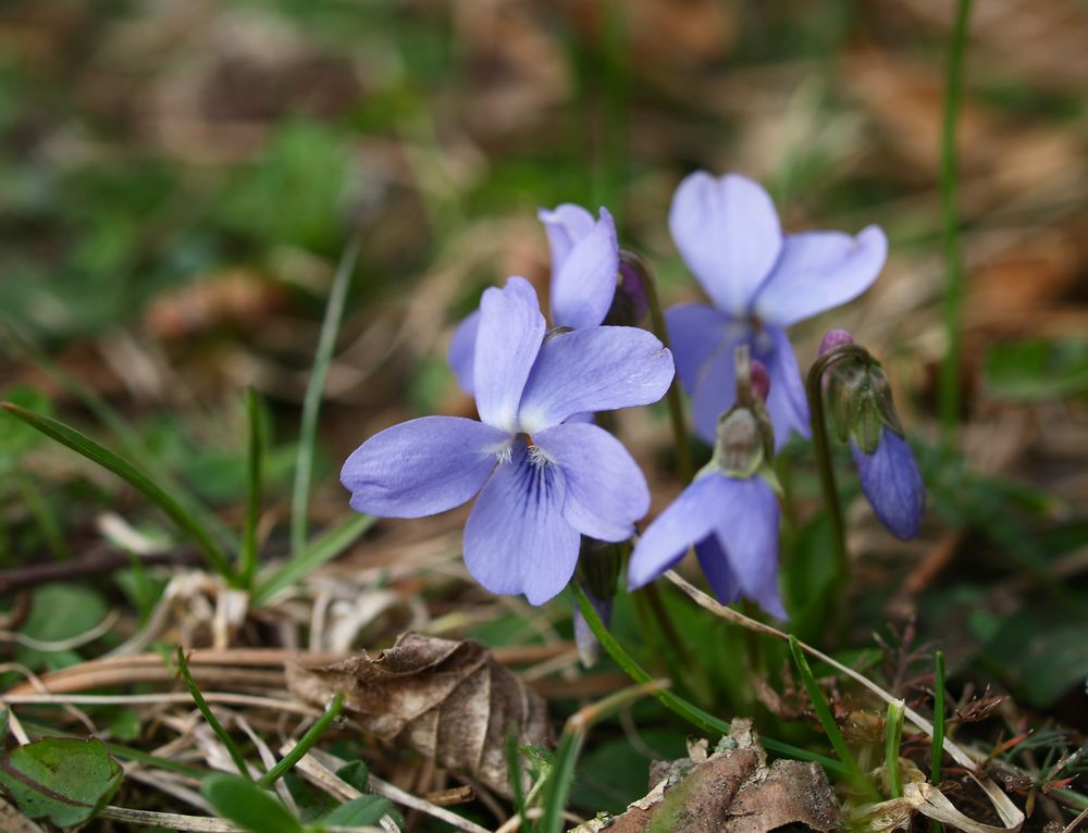 Frühlingsduft