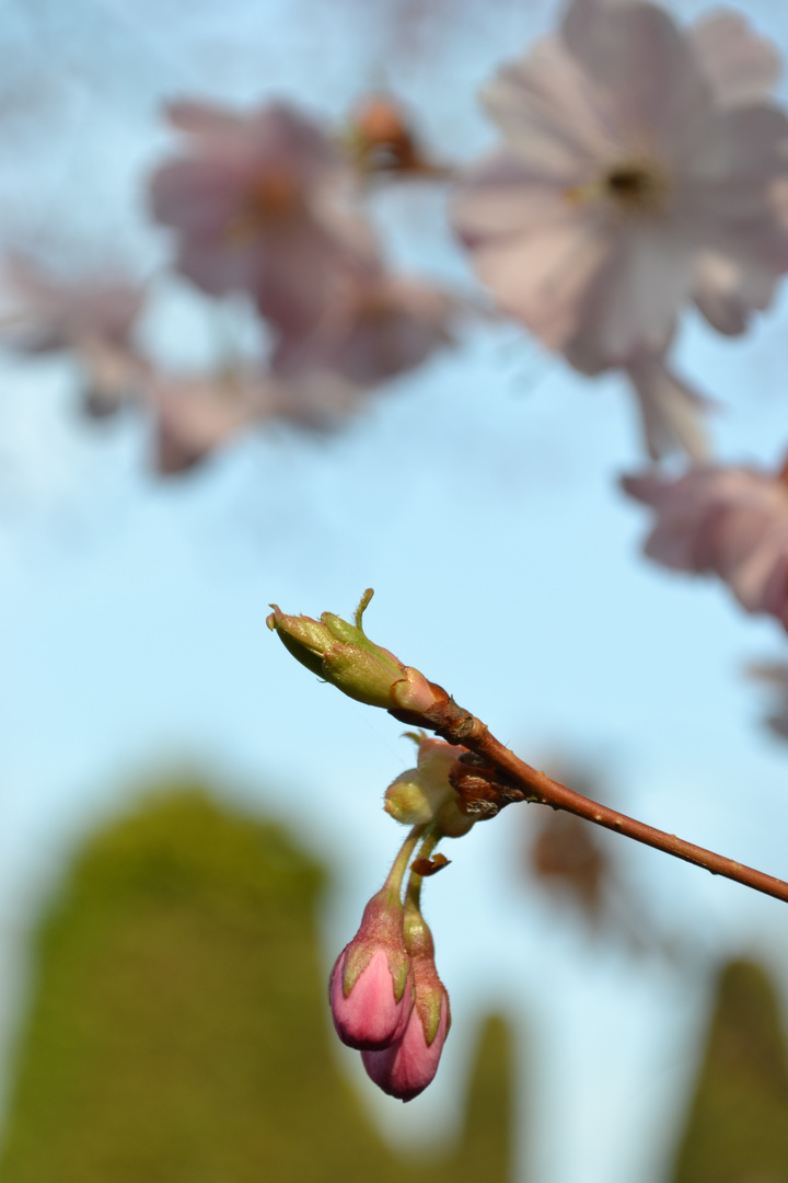 Frühlingsduft im japanischen Garten