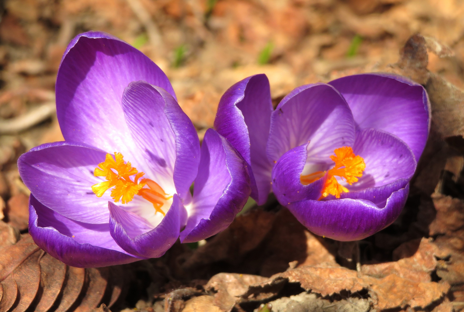 Frühlingsduo