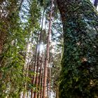 Frühlingseinbruch im Wald