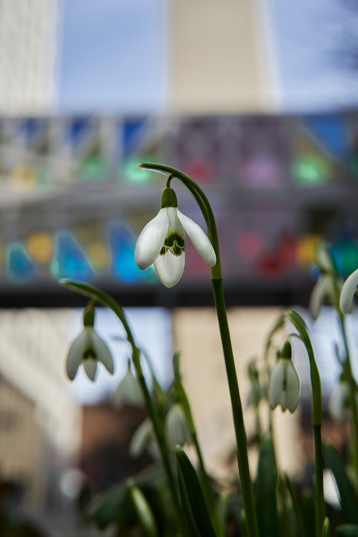 Frühlingseinläuten