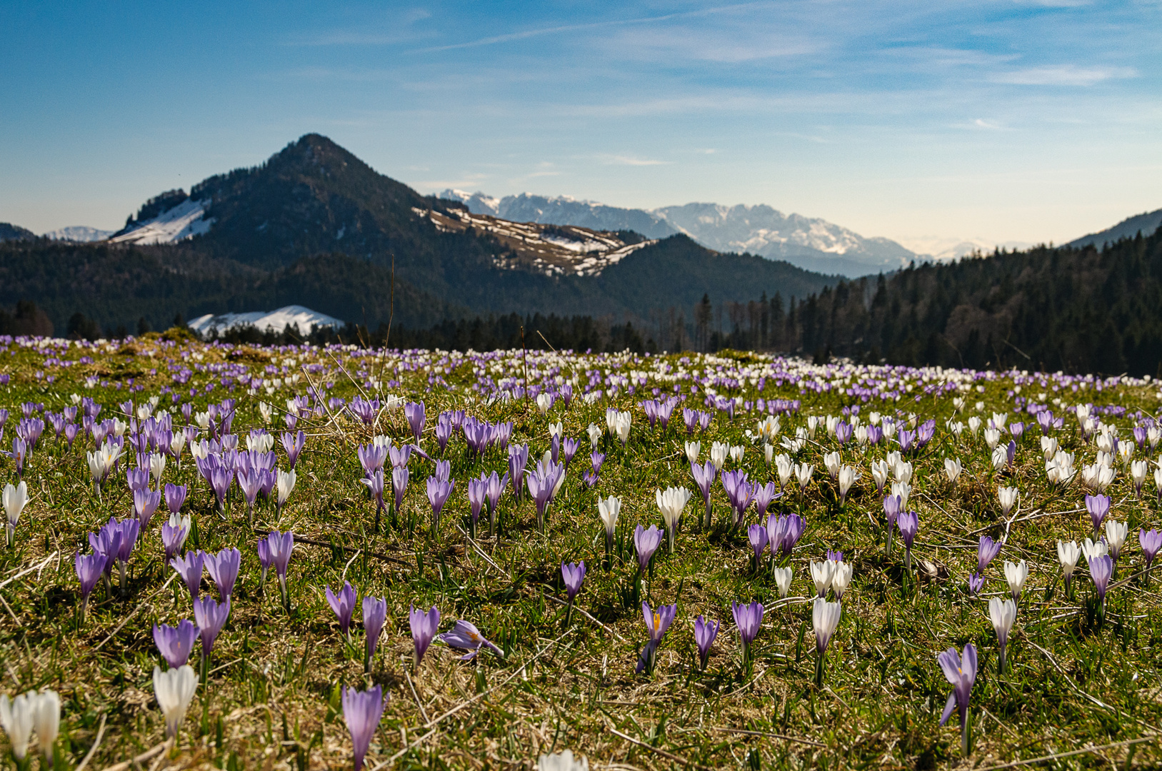 Frühlingseinzug auf der Alm