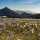 Frühlingseinzug auf der Alm