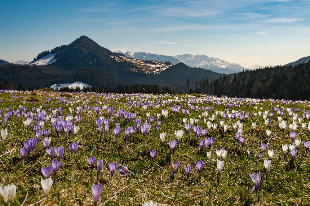 Frühlingseinzug auf der Alm