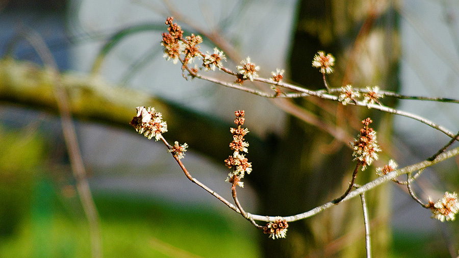 Frühlingseinzug II