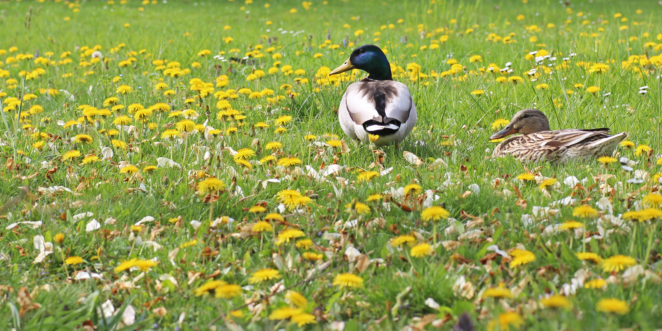 Frühlingsenten