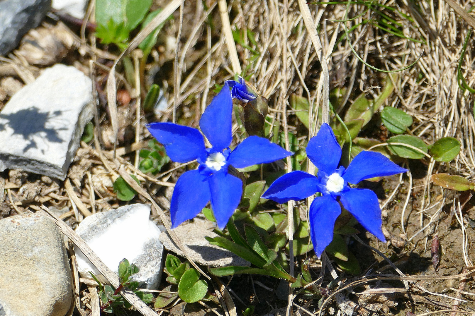 °°°° Frühlingsenzian °°°°