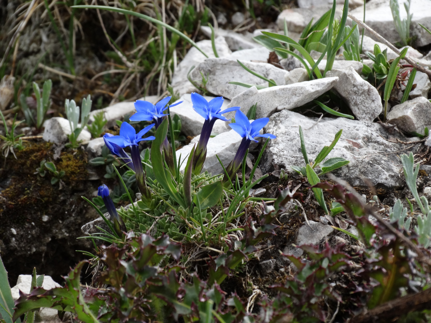 Frühlingsenzian