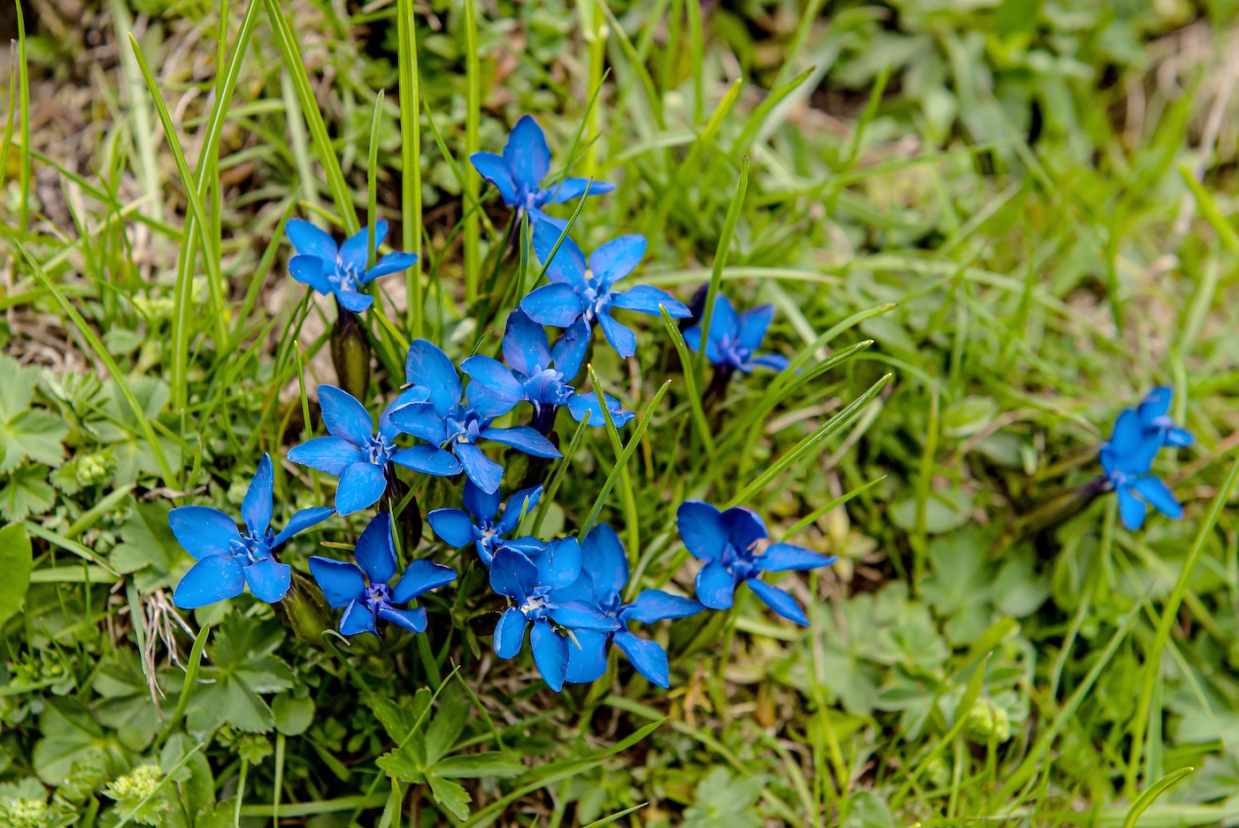 Frühlingsenzian