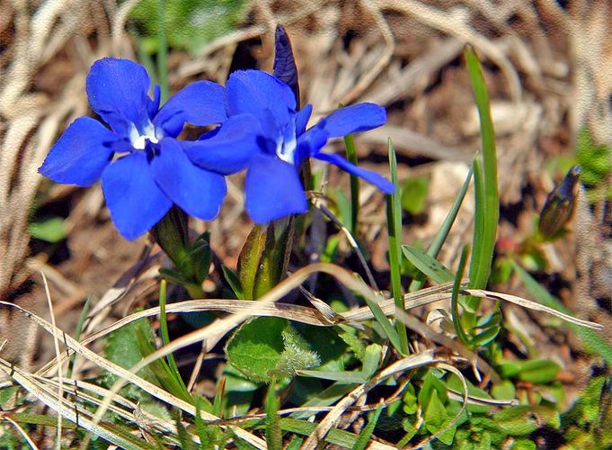 Frühlingsenzian (Gentiana verna)