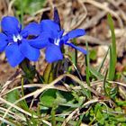 Frühlingsenzian (Gentiana verna)