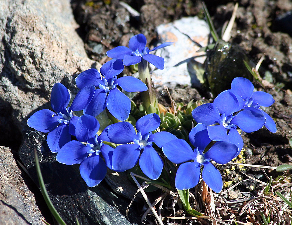 Frühlingsenzian-Gentiana verna in 2900m auf dem Gornergrat