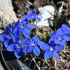 Frühlingsenzian-Gentiana verna in 2900m auf dem Gornergrat