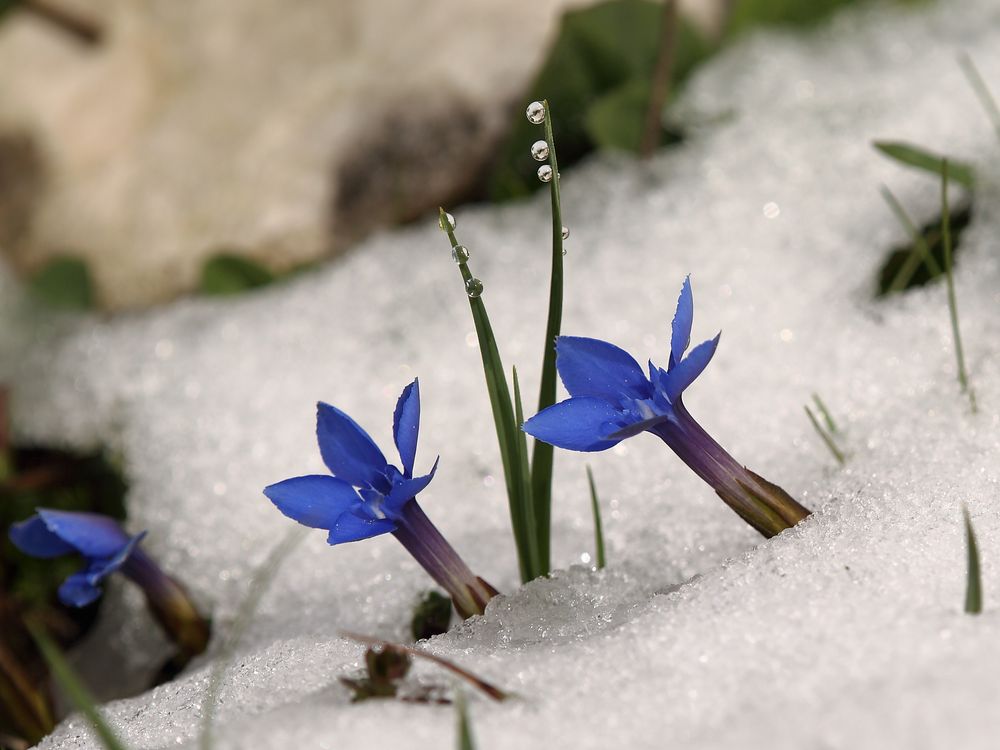 Frühlingsenzian im Schnee