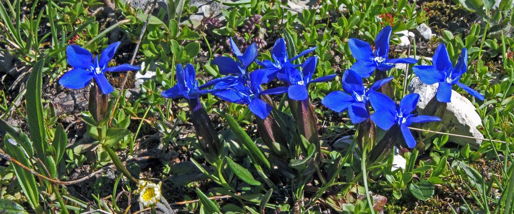 Frühlingsenzian in den Dolomiten nahe der Drei Zinnen 