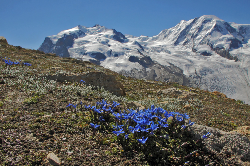 Frühlingsenzian vor MonteRosa und Liskamm aber Bild müßte nach rechts gedreht werden...