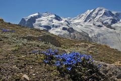 Frühlingsenzian vor MonteRosa und Liskamm aber Bild müßte nach rechts gedreht werden...