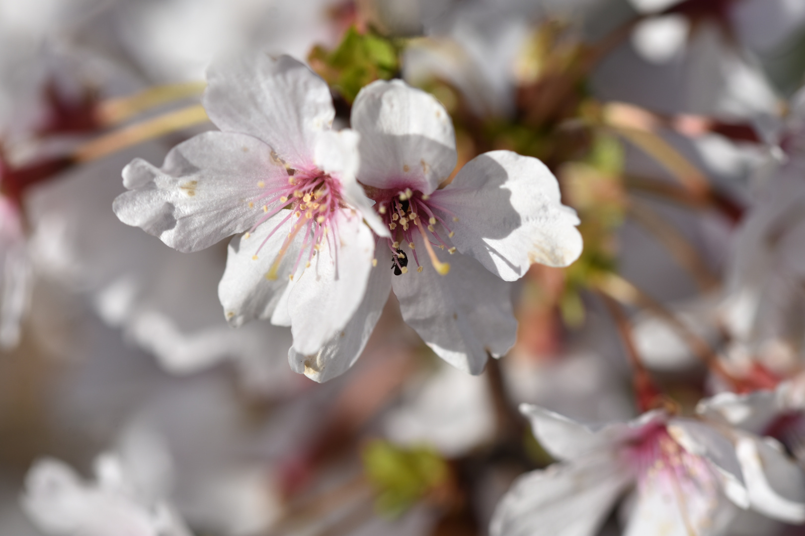 Frühlingserblühen