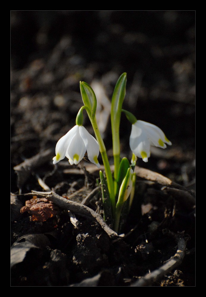 Frühlingserfwachen