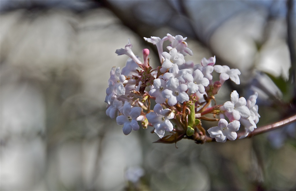 Frühlingserwachen 004