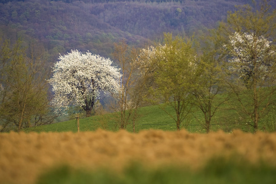 Frühlingserwachen 01