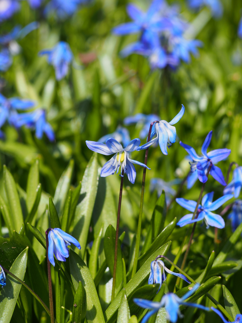 Frühlingserwachen