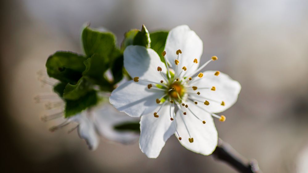 Frühlingserwachen