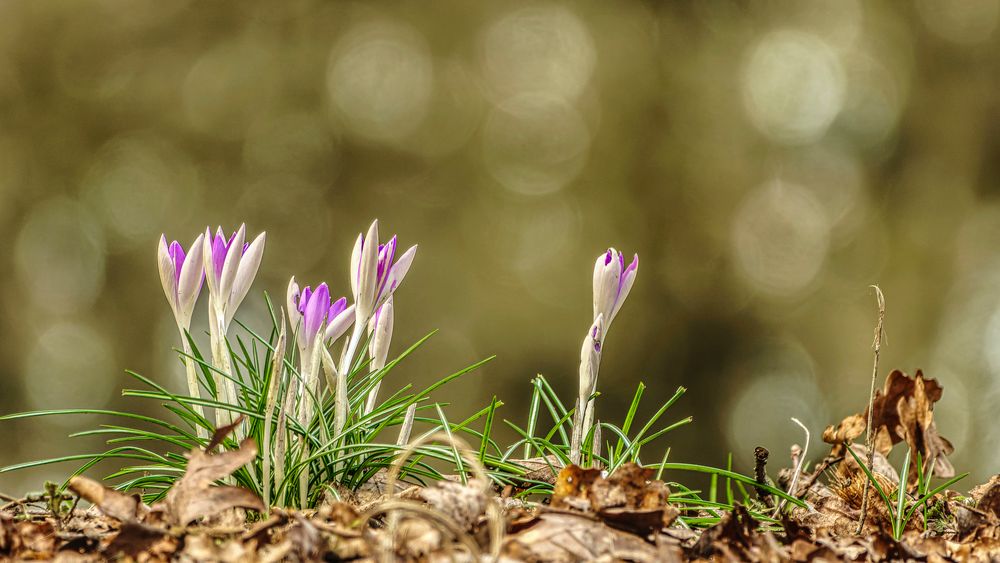 Frühlingserwachen 02, 2022.02.14