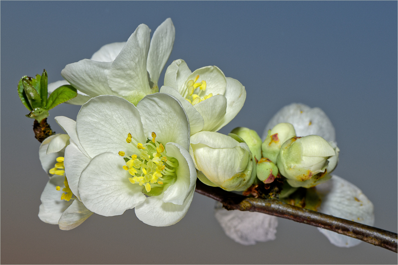 Frühlingserwachen