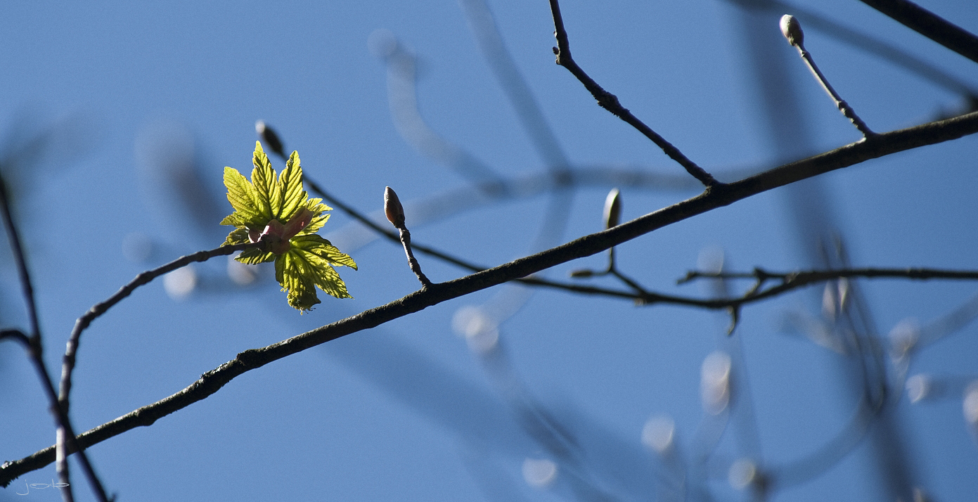 Frühlingserwachen