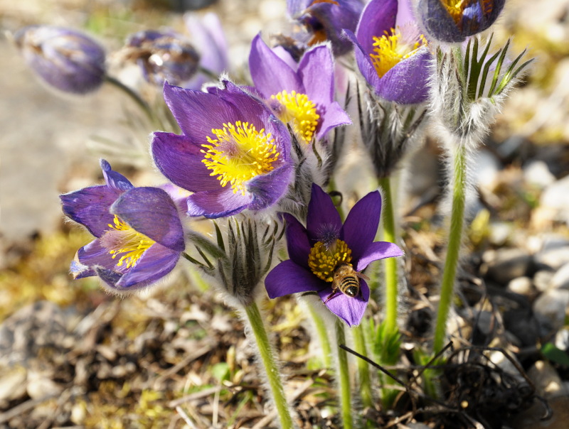 Frühlingserwachen