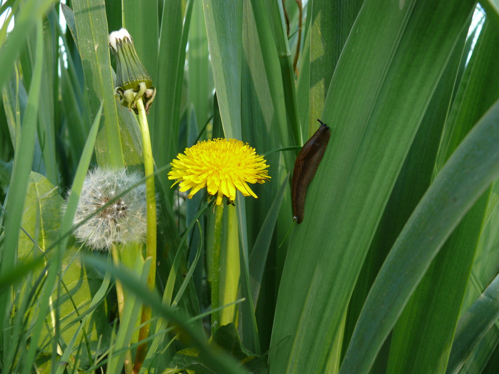 Frühlingserwachen