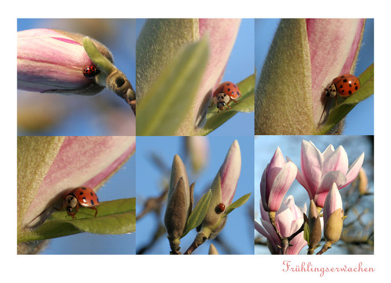 Frühlingserwachen