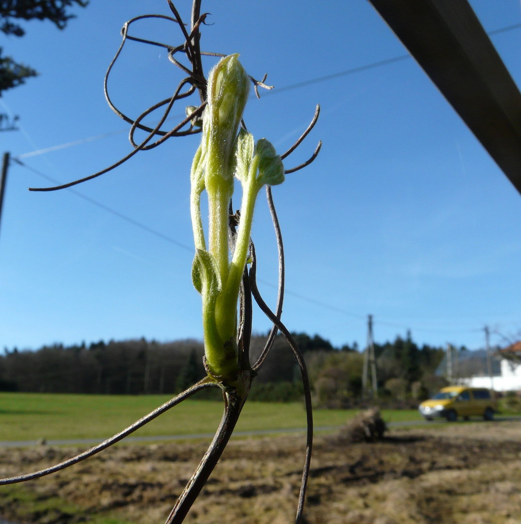 Frühlingserwachen