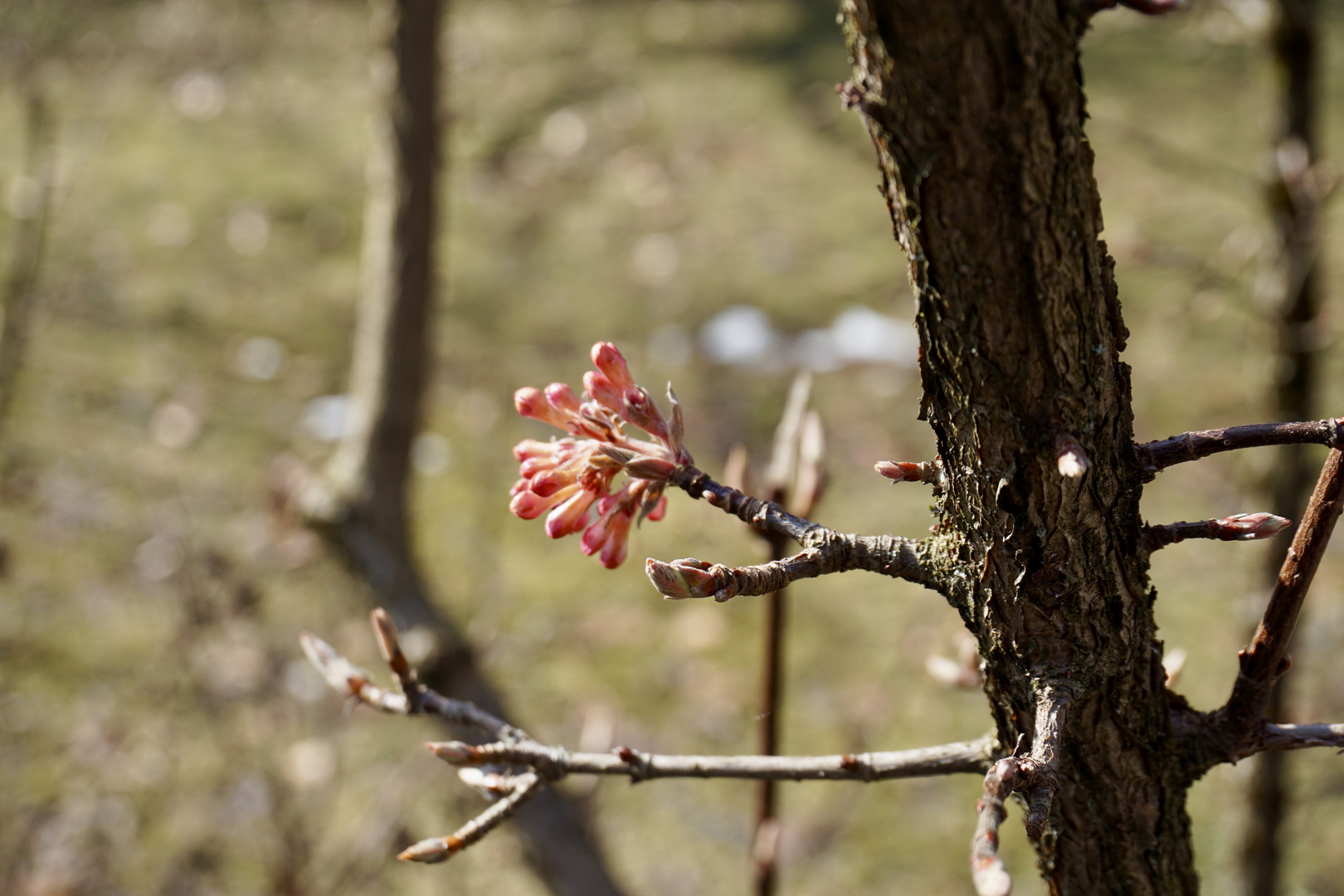 Frühlingserwachen