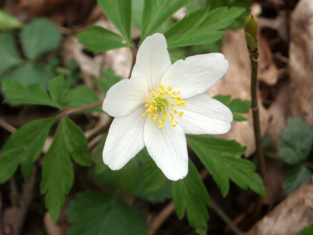 Frühlingserwachen