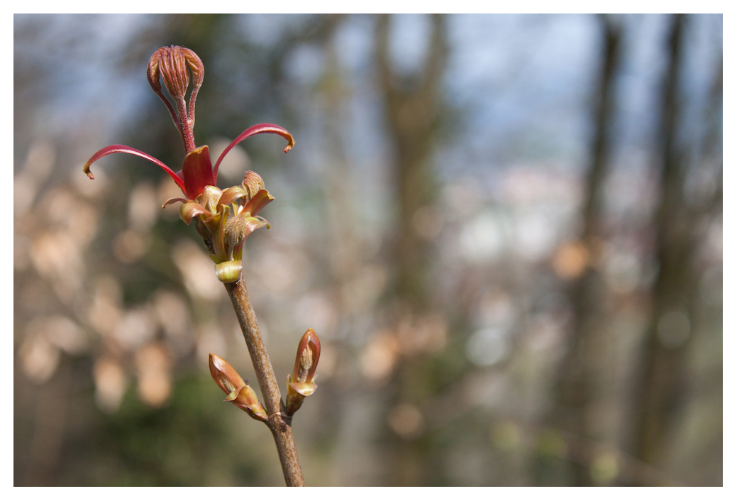 Frühlingserwachen