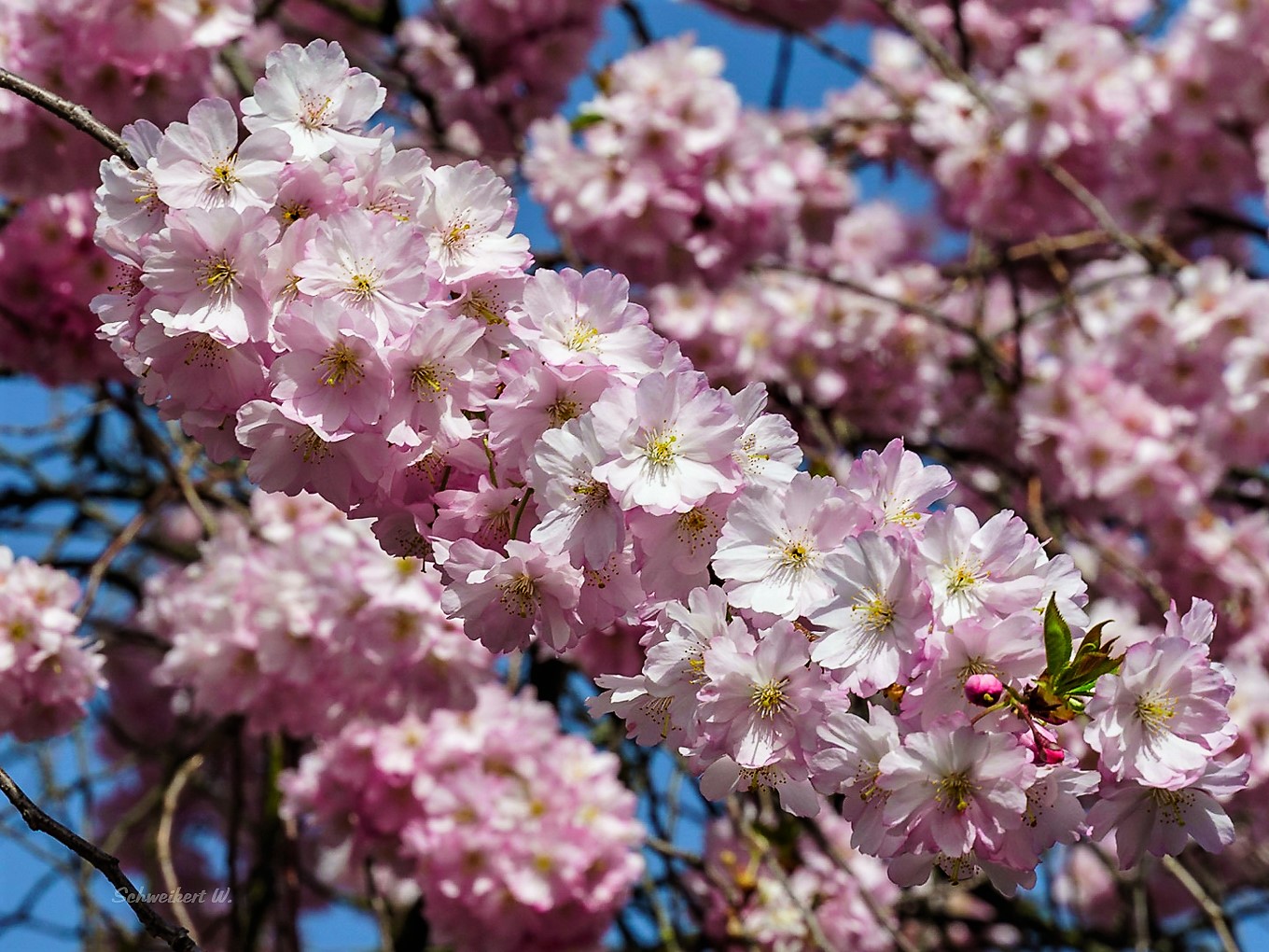 Frühlingserwachen 