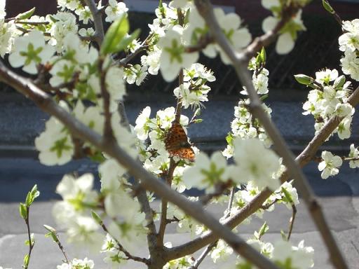 Frühlingserwachen