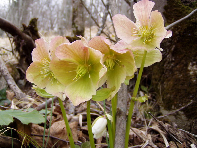 Frühlingserwachen