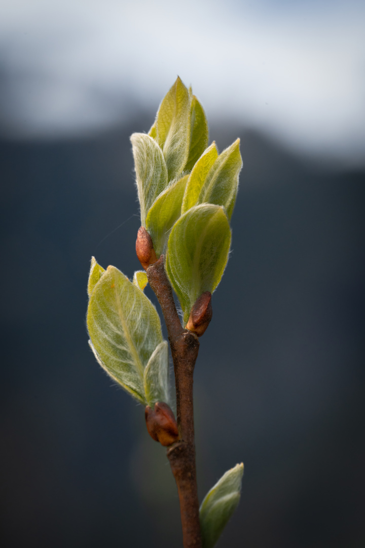 Frühlingserwachen