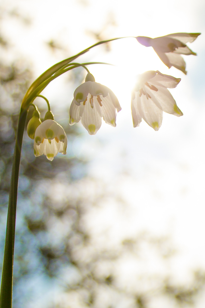 Frühlingserwachen