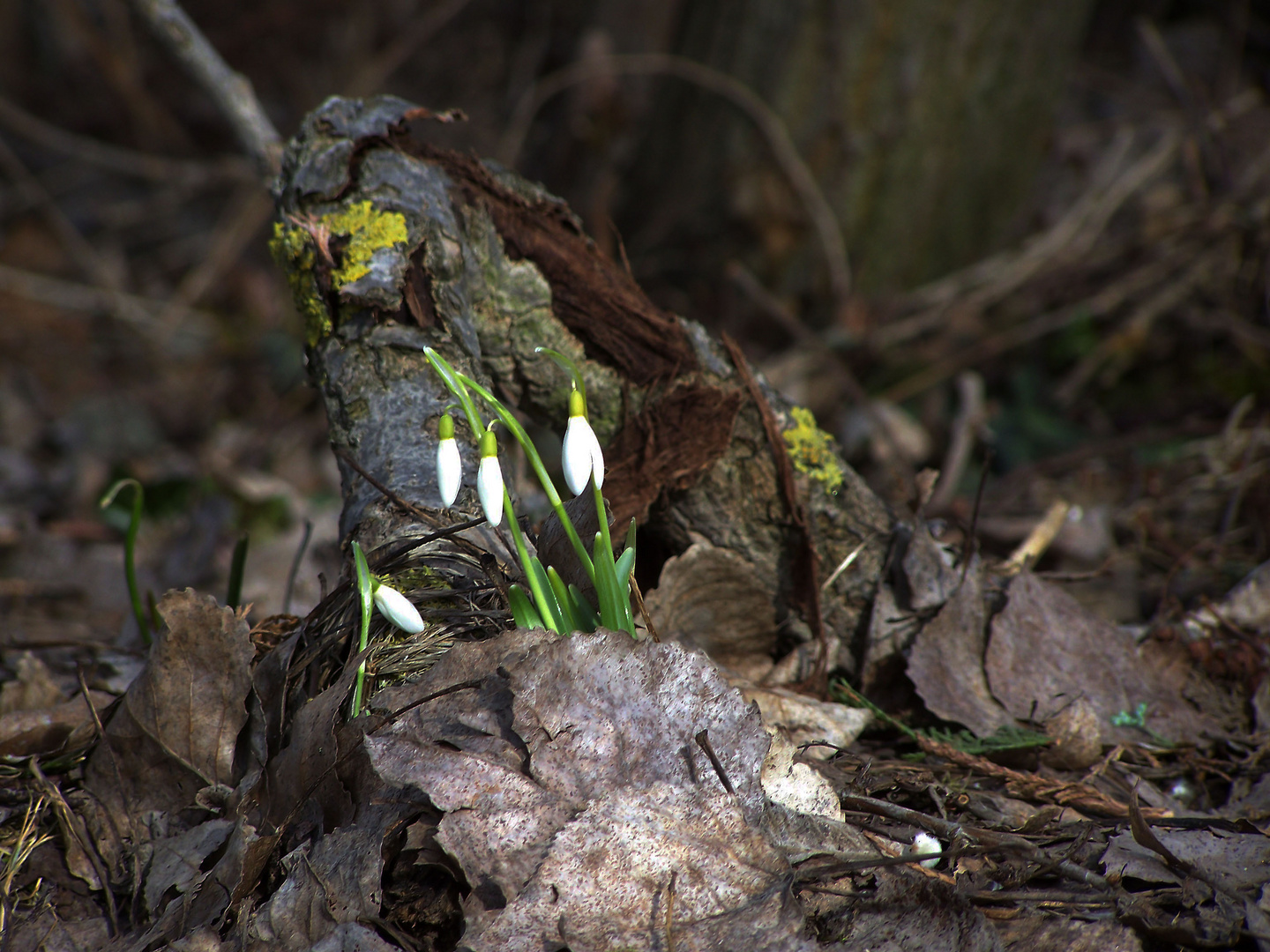 frühlingserwachen