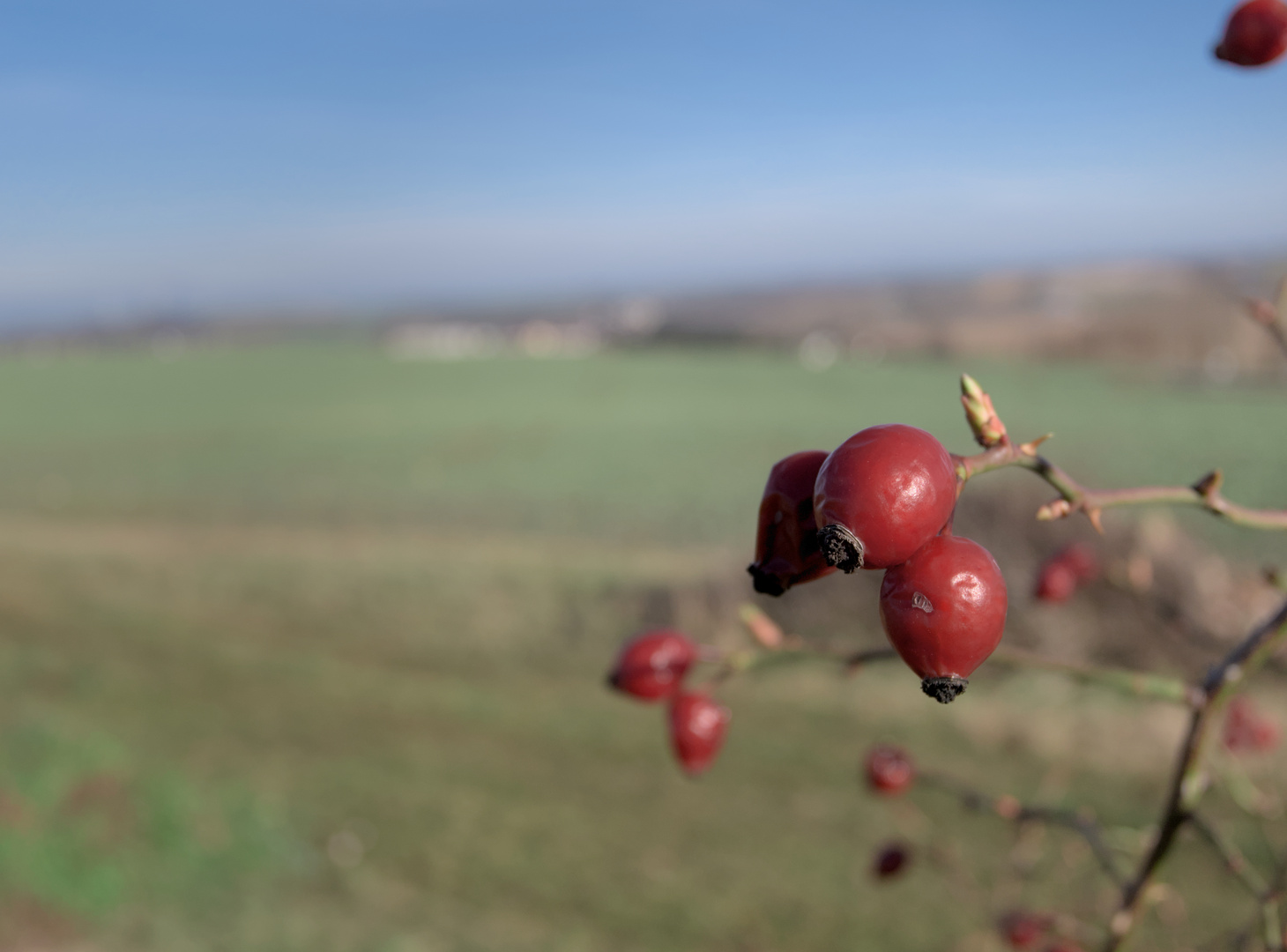 Frühlingserwachen