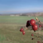 Frühlingserwachen