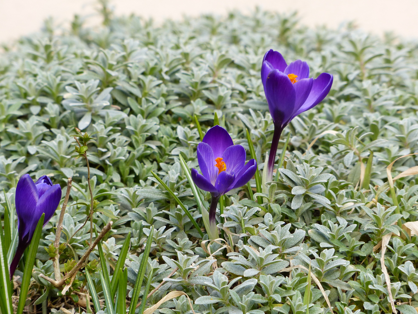 Frühlingserwachen